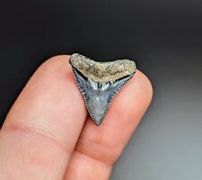 Gorgeous Gem Bull Shark Tooth From Peace River Florida picture
