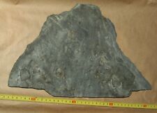 BIG SLAB with Aspidella sp. - Ediacarian age fossils from Arctic Norway, picture