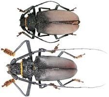 Insect - PRIONINAE Hoplideres aquilus - Madagascar - Pair 52~56mm .... picture