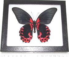 Papilio rumanzovia REAL FRAMED BUTTERFLY RED PINK PHILIPPINES picture