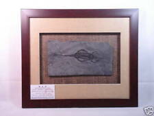 MIDDLE TRIASSIC AGE KEICHOUSAURUS REPTILE FOSSIL IN FRAME w/ Certificate picture