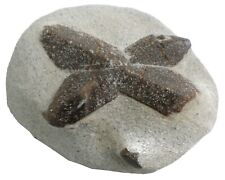 Staurolite - 295 gram -3.75 x 3