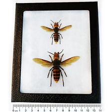 Vespa mandarinia WORKER + QUEEN wasp murder hornet Japan picture