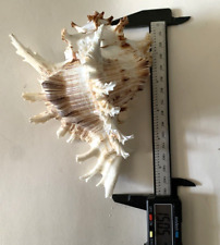 Chicoreus Ramosus (Ramose Murex) Stunning Shell ~ 150.5mm  Private Collection picture