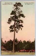 Long Leaf Pine Southern Pines North Carolina NC Vintage Postcard Unposted picture
