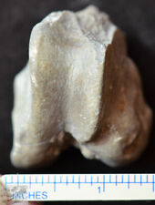 Oreodont Femur Distal, Leg Fossil, Merycoidodon culbertsoni, Badlands, SD, O1437 picture