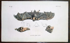 1777 Thomas Tennant & Moses Griffiths Antique Print of a Horse-Shoe Bat picture