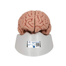 C18 Classic Brain 5 Part - 3B Smart Anatomy picture