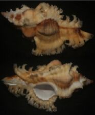 Tonyshells Seashells Chicoreus crocatus BANK'S MUREX VERY LARGE 59mm F+++/GEM picture