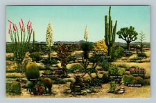 Diagram Desert Vegetation, Vintage Postcard picture