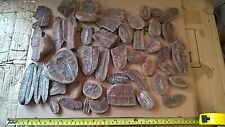MAZON CREEK 45 Piece Fern Fossils 300 Million Years Old picture