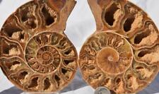 2812 PAIR Ammonite Phylloceras V-Shaped Nautilus 110myo FOSSIL LARGE 117mm 4.6