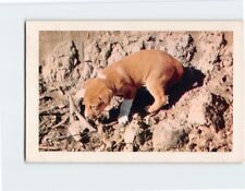 Postcard Australian Dingo Puppy picture