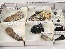Fossil Gator Collection (9) - Alligator mississippiensis - Florida  picture