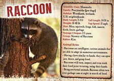 Raccoon, Mammal, United States Woods Wetlands etc. - Animal Information Postcard picture