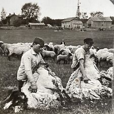 Antique 1902 Shearing Sheep By Hand Farmers Stereoview Photo Card PC768 picture