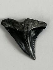 FOSSILIZED HEMIPRISTIS SHARK TOOTH ( UPPER 1-1/4 INCHES ) VENICE FLORIDA  picture