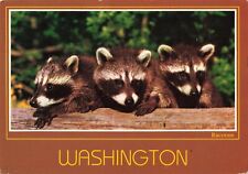 Washington WA, Three Little Racoons, Vintage Postcard picture
