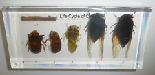Black Cicada Life Cycle Set Cryptotympana pustulata Insect Specimen Teaching Aid picture