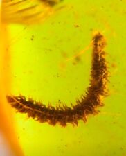 Burmite Fossil Cretaceous amber millipede insect Burmese amber fossil Myanmar picture