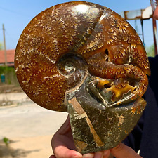 3.42LB Rare Natural Tentacle Ammonite FossilSpecimen Shell Healing Madagascar picture