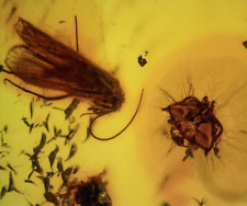 Bug in Amber - Diptera, Caddisfly with Unidentified Insect picture