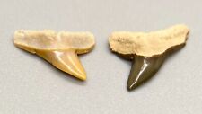Pare of rare, colorful  Fossil Sphyrna zygaena Shark Teeth - Polk County, FL picture