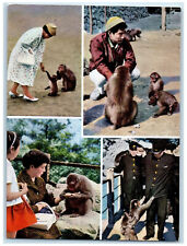 c1950's National Park Mt. Takasaki Oita Japan Animal Multiview Postcard picture