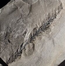 Very rare plant fossil Bothrodendron lycopod foliage Lycopodites carbonarius  picture