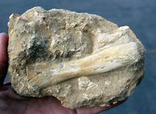 Mosasaur Paddle Bone in Matrix • 5.25