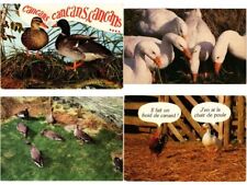 POULTRY, ANIMALS, 90 Modern Postcards with few Duplicates (L6022) picture