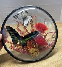 Vintage Butterfly Taxidermy Assorted Collection Round Framed Wall Decor Art 9