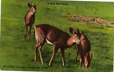 Vintage Postcard- A Deer Family, Stark's Cottages, Youngsville Early 1900s picture