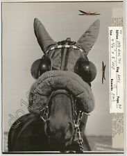 Funny Press Photo of Horse with ODD MASK Bug Eyes 1976 Vernacular Unusual picture