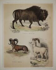 ALEXANDER FRANCIS LYDON (1836–1917) Original ANTIQUE Colored Engraving Bison picture