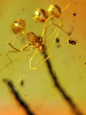 Long Legged Tick Genetic Mutation Fossil Amber High Museum Quality Ultra Rare picture