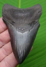 MEGALODON SHARK TOOTH  -3 & 5/8 in. - SHARKS TEETH  - MEGLADONE picture