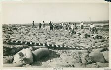 1929 Workesr Prepare For Flooding With Sandbag Placement Disasters Photo 6X8 picture