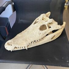 1 pcs Real Crocodile Skull Taxidermy Animal skull specimen 16-18 inches/40-45 cm picture