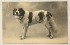 Saint Bernard Vintage Dog Postcard. ￼ Early 1900S. ￼ picture