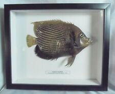 Frame Emperor Angelfish Pomacanthus imperator Taxidermy picture