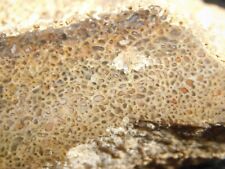 SPIDERWEB Cells Polished 191 Million Year Old Dinosaur Bone Fossil Utah 135gr picture