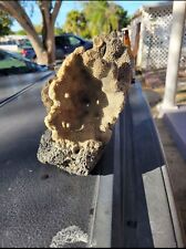 Rare fossil coral. Pliocene Era. Excavated In Central Florida  Shell Pit. picture