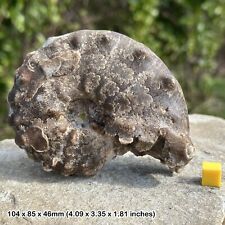 Giant Fossil Ammonite Mamites Nodosoides - Cretaceous Morocco - Genuine picture