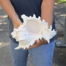10 inch Large Ramose Murex shell, seashell  #46962 picture