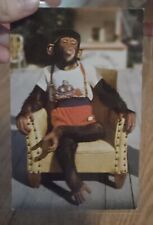 Chimpanzee at Monkey Jungle Island Miami, Florida 