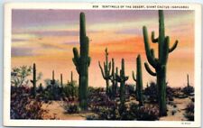 Postcard - Sentinels of the Desert, Giant Cactus (Saguaro) picture