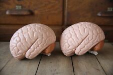 Vintage anatomical model brains Medical life size anatomy lot of 2 picture
