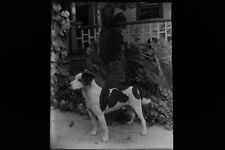 Antique 4x5 Inch Plate Glass Negative Of A Dog Standing Amongst The Leaves E12 picture