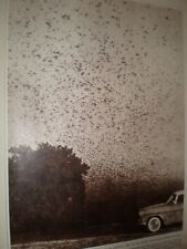 Photo article locust swarm New Delhi India 1962 ref AX picture